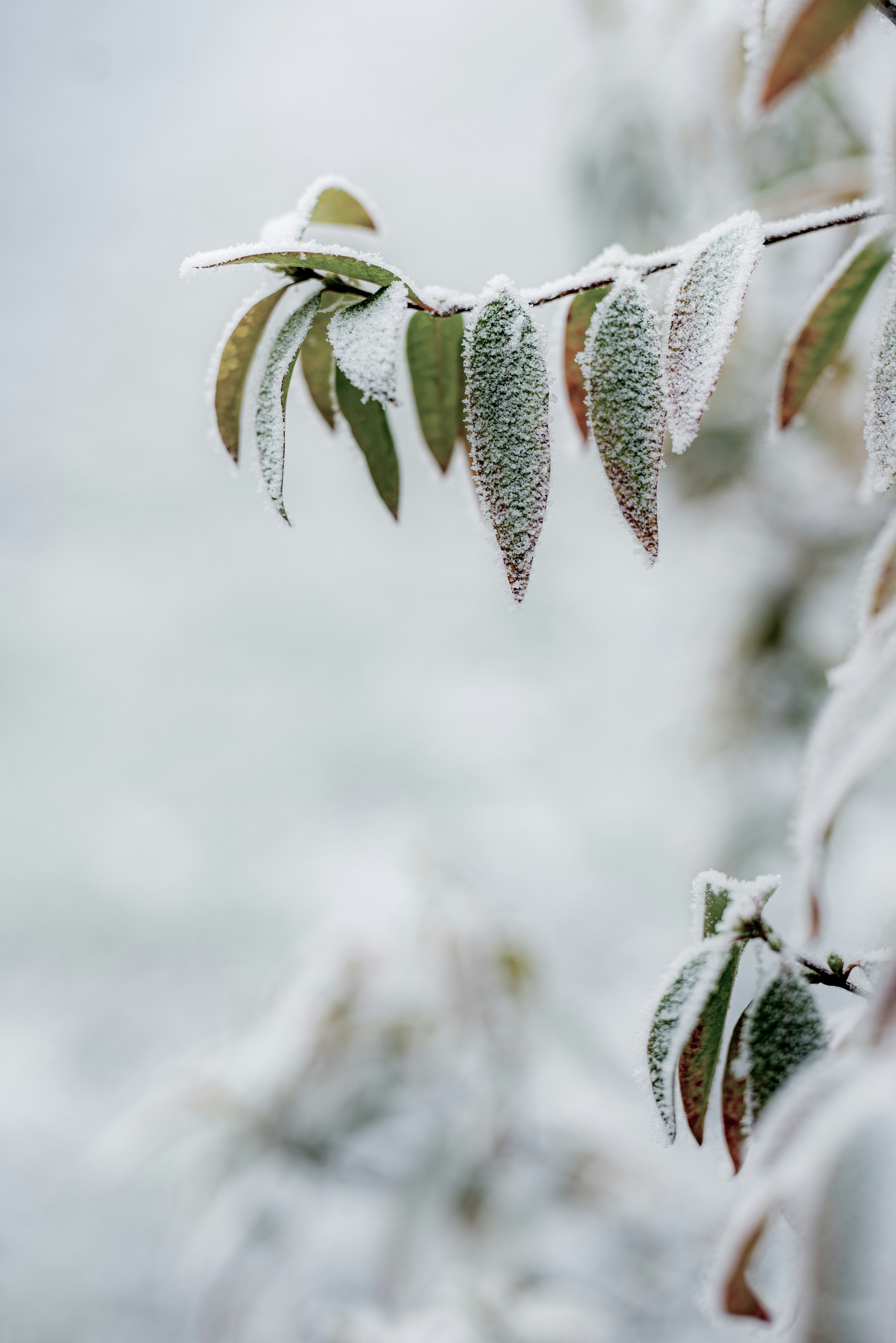 green plant covered with snow